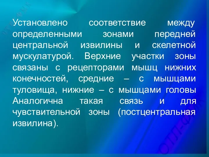 Установлено соответствие между определенными зонами передней центральной извилины и скелетной мускулатурой.