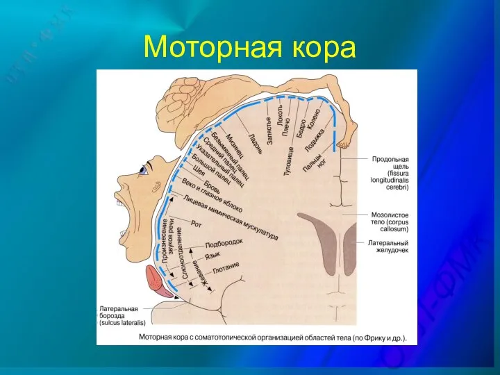 Моторная кора