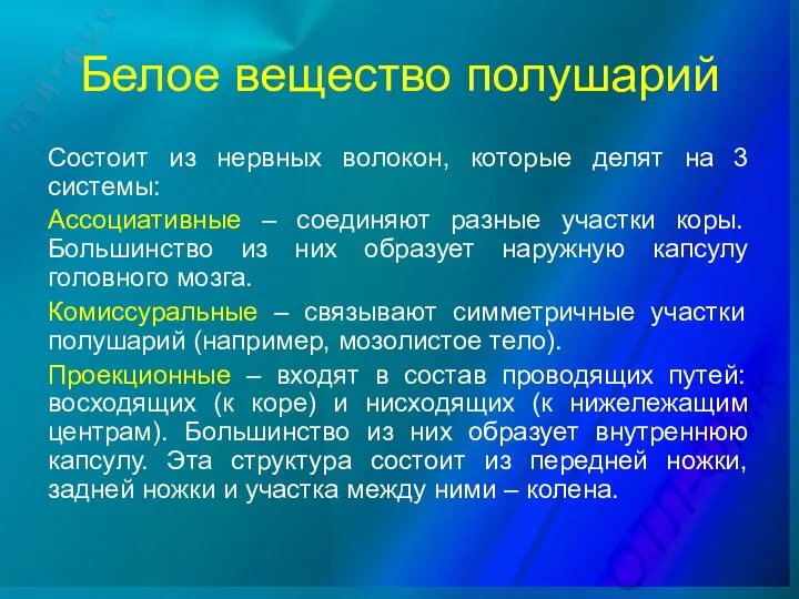 Белое вещество полушарий Состоит из нервных волокон, которые делят на 3