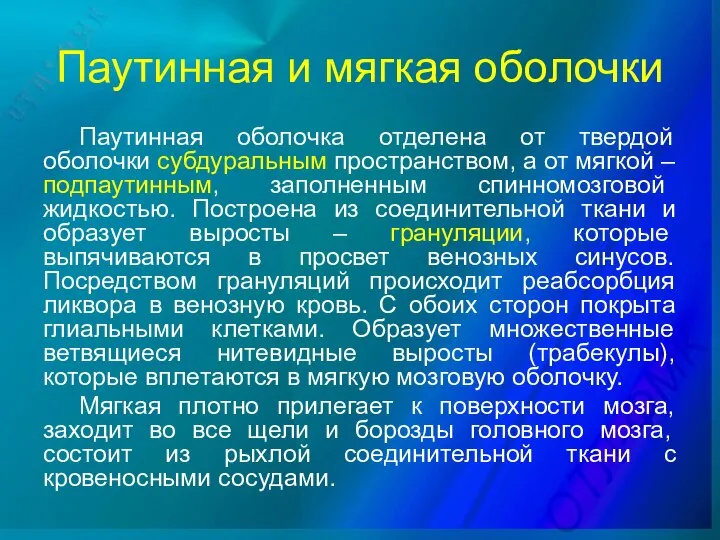 Паутинная и мягкая оболочки Паутинная оболочка отделена от твердой оболочки субдуральным