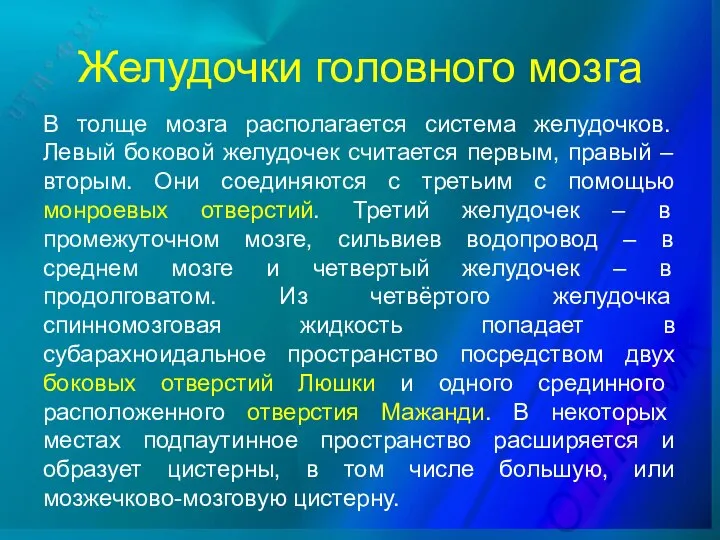 Желудочки головного мозга В толще мозга располагается система желудочков. Левый боковой