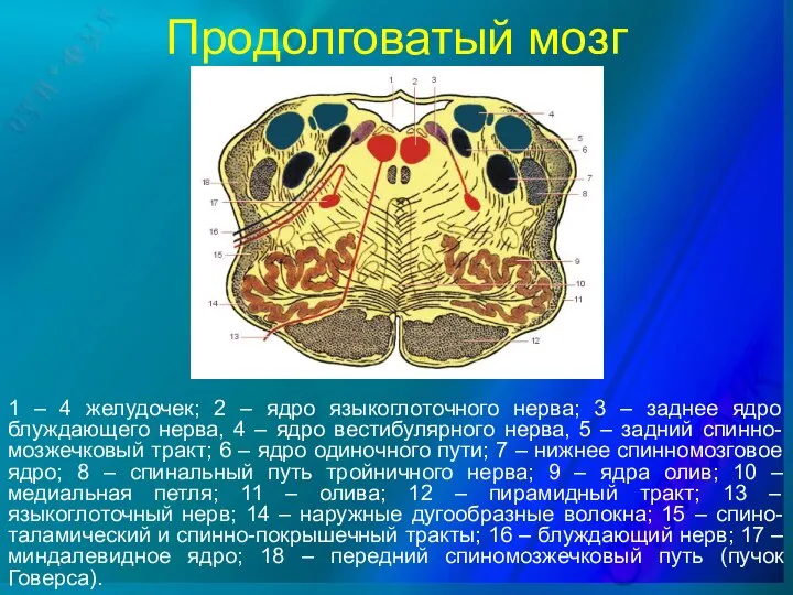 Продолговатый мозг 1 – 4 желудочек; 2 – ядро языкоглоточного нерва;