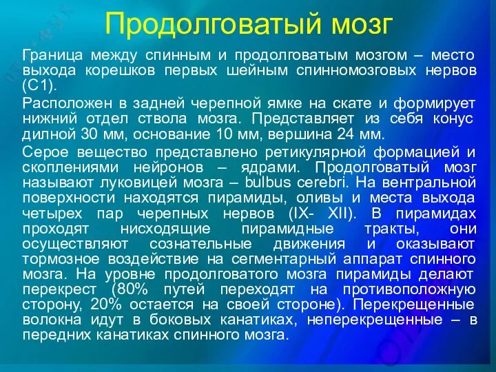 Продолговатый мозг Граница между спинным и продолговатым мозгом – место выхода