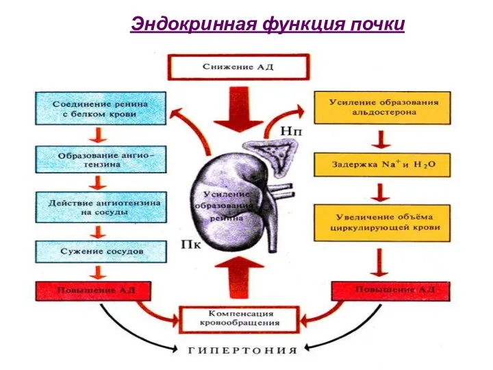 Эндокринная функция почки