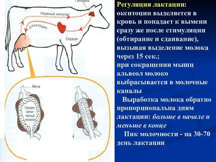 Регуляция лактации: окситоцин выделяется в кровь и попадает к вымени сразу