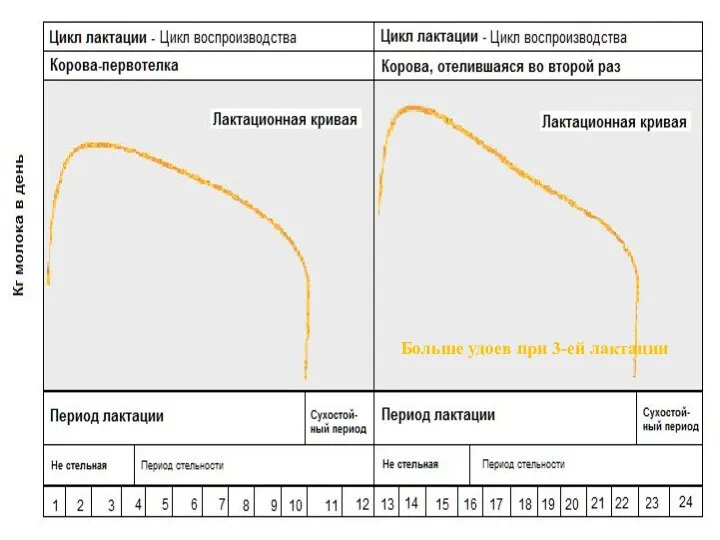 Больше удоев при 3-ей лактации