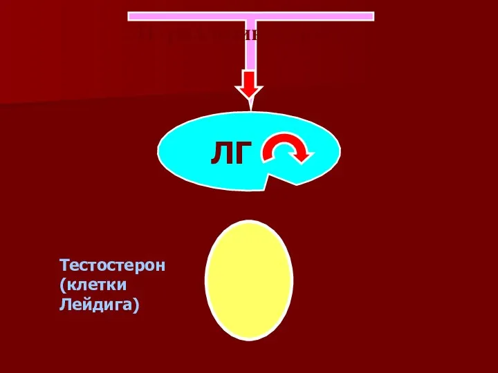 ЛГ-риллизинг гормон ЛГ Tестостерон (клетки Лейдига)