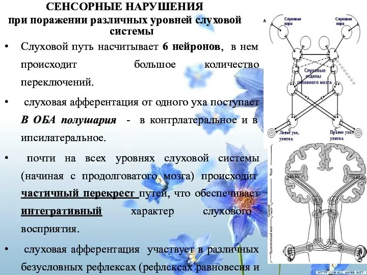 СЕНСОРНЫЕ НАРУШЕНИЯ при поражении различных уровней слуховой системы Слуховой путь насчитывает