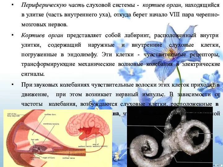 Периферическую часть слуховой системы - кортиев орган, находящийся в улитке (часть