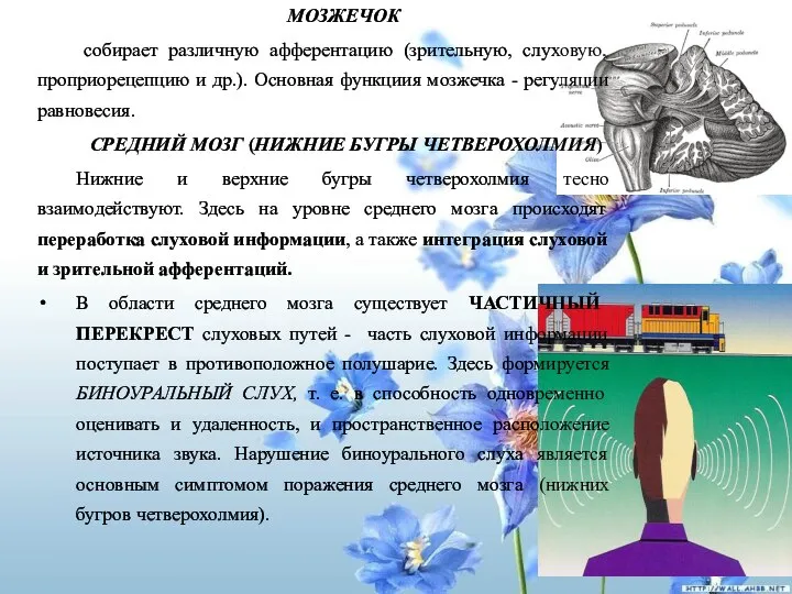 МОЗЖЕЧОК собирает различную афферентацию (зрительную, слуховую, проприорецепцию и др.). Основная функциия