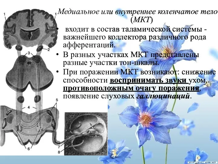 Медиальное или внутреннее коленчатое тело (МКТ) входит в состав таламической системы