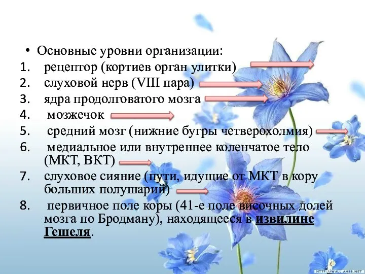 Основные уровни организации: рецептор (кортиев орган улитки) слуховой нерв (VIII пара)