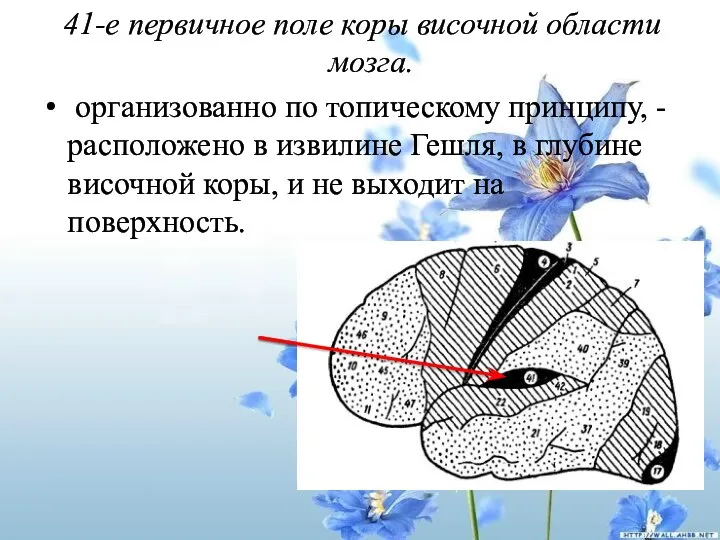 41-е первичное поле коры височной области мозга. организованно по топическому принципу,