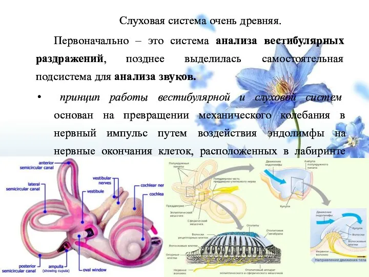 Слуховая система очень древняя. Первоначально – это система анализа вестибулярных раздражений,