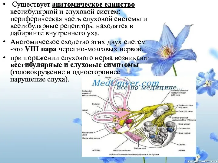 Существует анатомическое единство вестибулярной и слуховой систем: периферическая часть слуховой системы