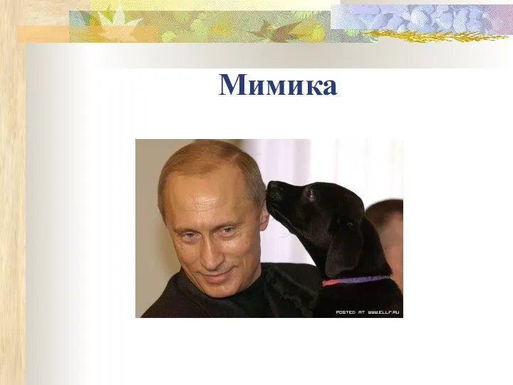 Мимика