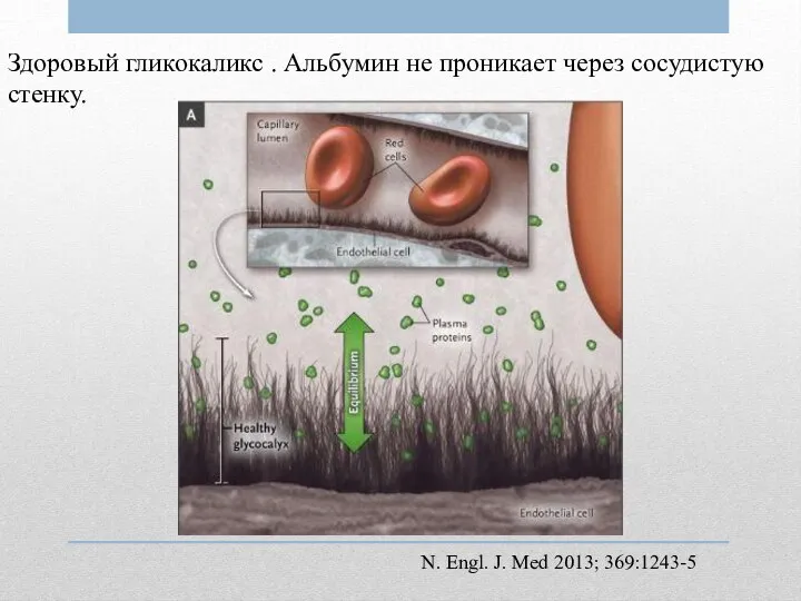 Здоровый гликокаликс . Альбумин не проникает через сосудистую стенку. N. Engl. J. Med 2013; 369:1243-5