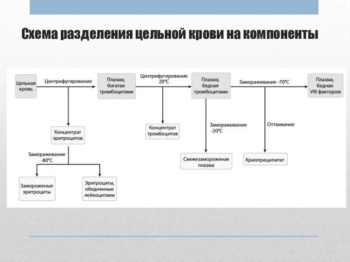 Схема разделения цельной крови на компоненты