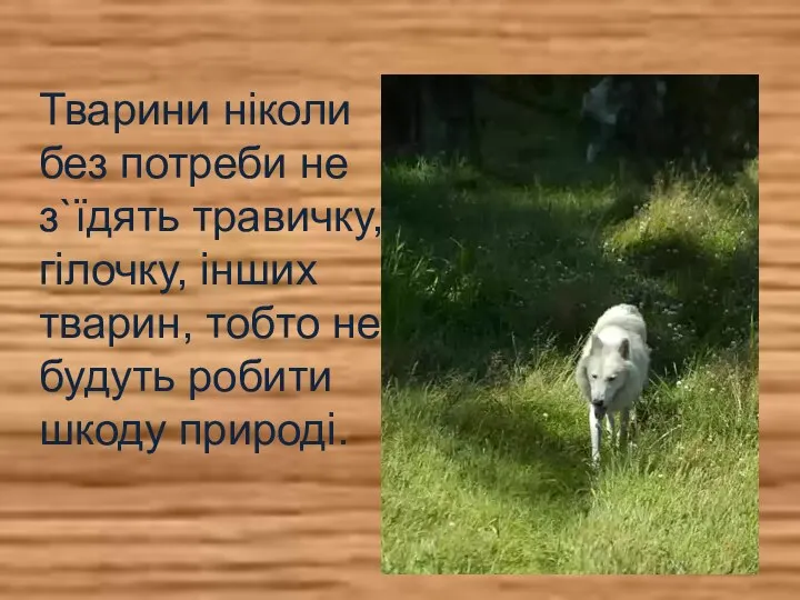 Тварини ніколи без потреби не з`їдять травичку, гілочку, інших тварин, тобто не будуть робити шкоду природі.