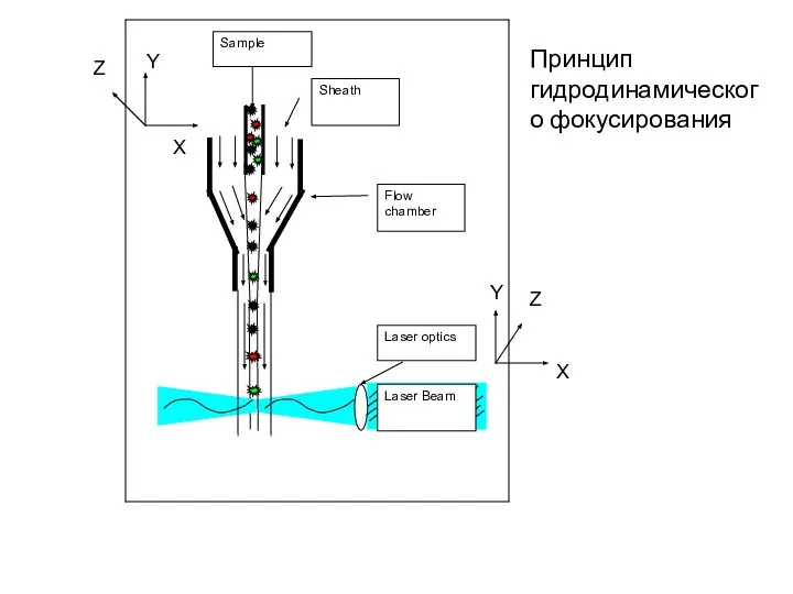 Y X Z Y Z X Принцип гидродинамического фокусирования