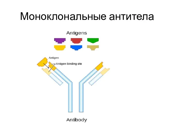 Моноклональные антитела