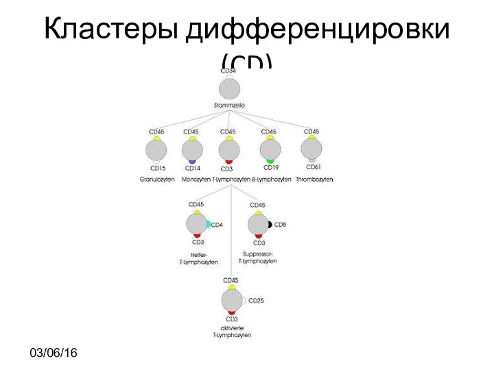 Кластеры дифференцировки (CD) 03/06/16