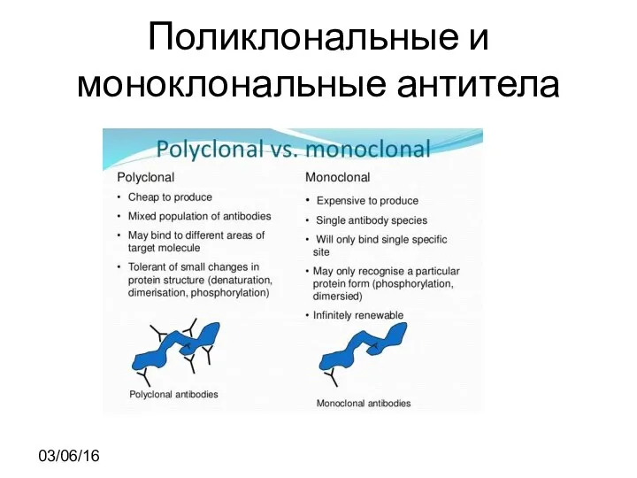 Поликлональные и моноклональные антитела 03/06/16