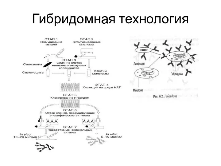 Гибридомная технология