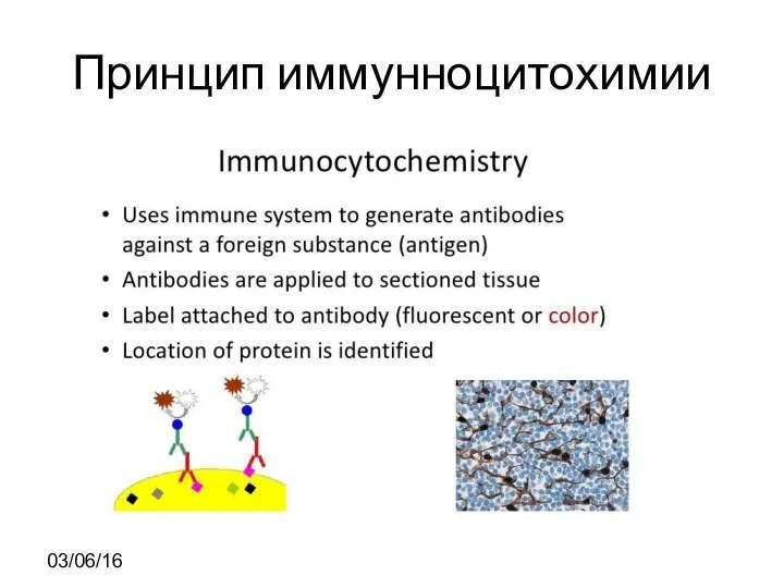 Принцип иммунноцитохимии 03/06/16