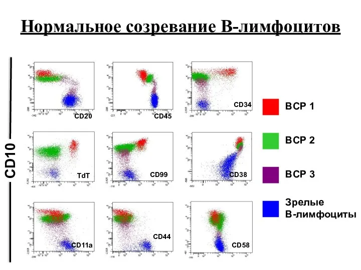 CD10 BCP 1 BCP 2 BCP 3 Зрелые В-лимфоциты Нормальное созревание