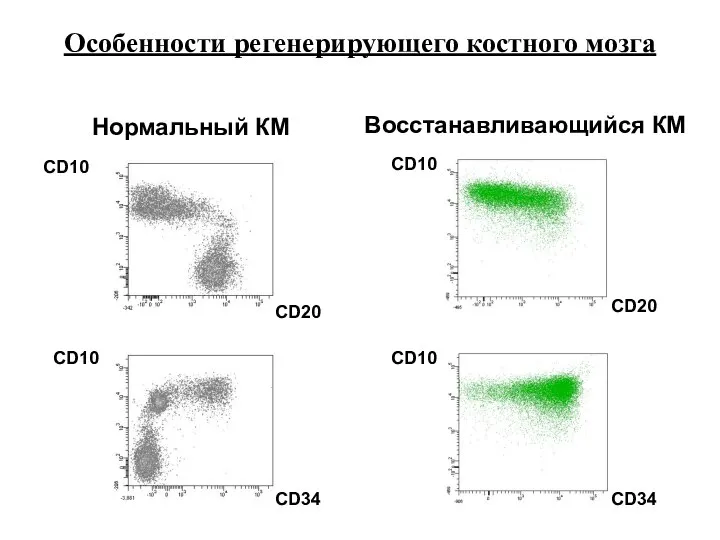 CD20 CD20 CD10 CD10 CD10 CD10 CD34 CD34 Нормальный КМ Восстанавливающийся КМ Особенности регенерирующего костного мозга