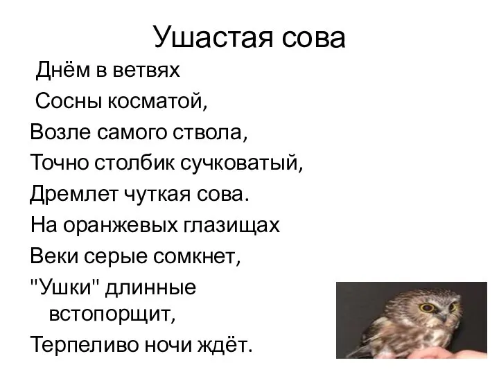 Ушастая сова Днём в ветвях Сосны косматой, Возле самого ствола, Точно