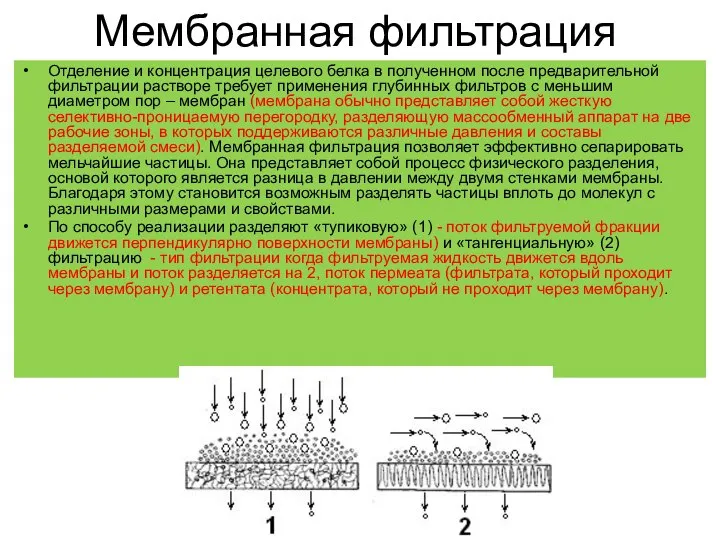 Мембранная фильтрация Отделение и концентрация целевого белка в полученном после предварительной