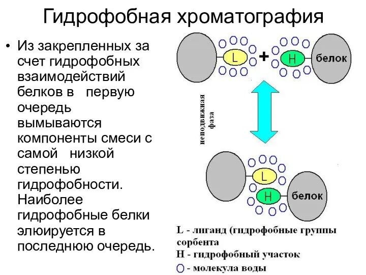 Гидрофобная хроматография Из закрепленных за счет гидрофобных взаимодействий белков в первую