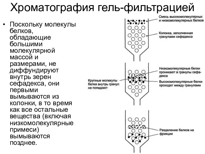 Хроматография гель-фильтрацией Поскольку молекулы белков, обладающие большими молекулярной массой и размерами,