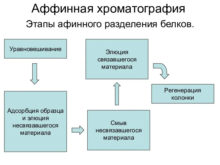 Аффинная хроматография Этапы афинного разделения белков. Уравновешивание Адсорбция образца и элюция