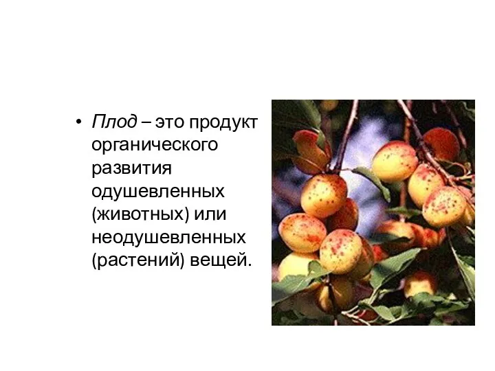 Плод – это продукт органического развития одушевленных (животных) или неодушевленных (растений) вещей.