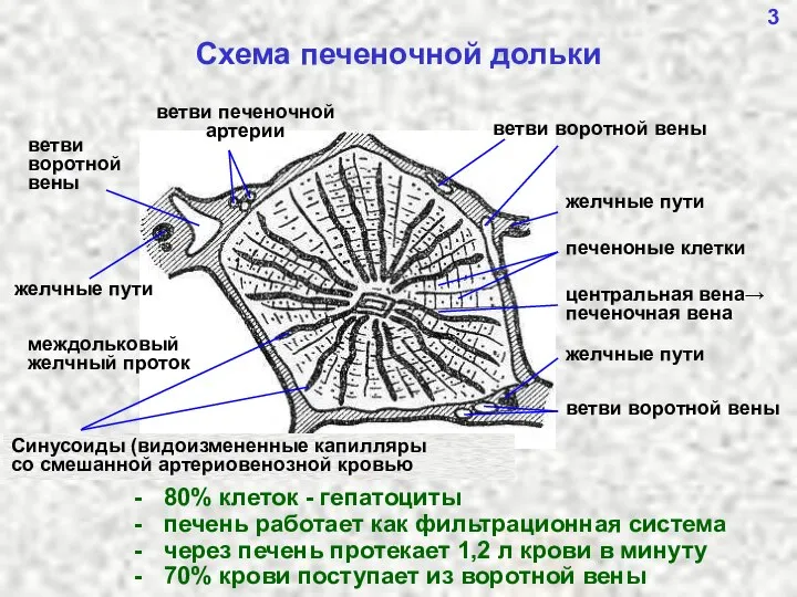 Схема печеночной дольки - 80% клеток - гепатоциты - печень работает