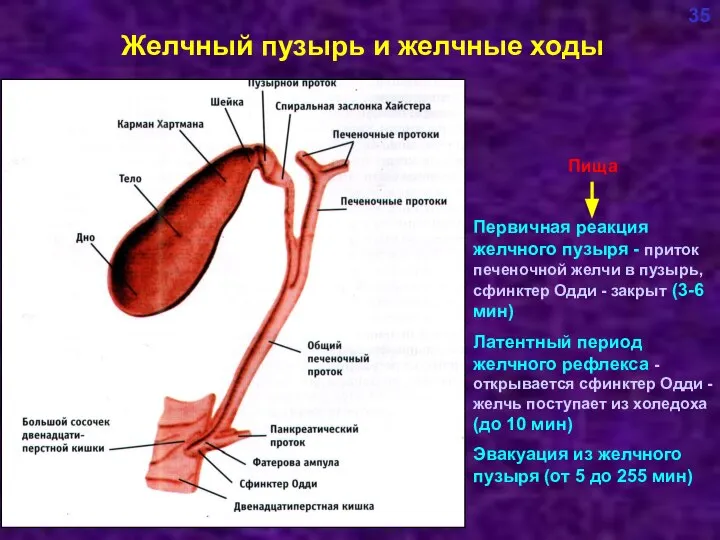 Желчный пузырь и желчные ходы 35 Пища Первичная реакция желчного пузыря