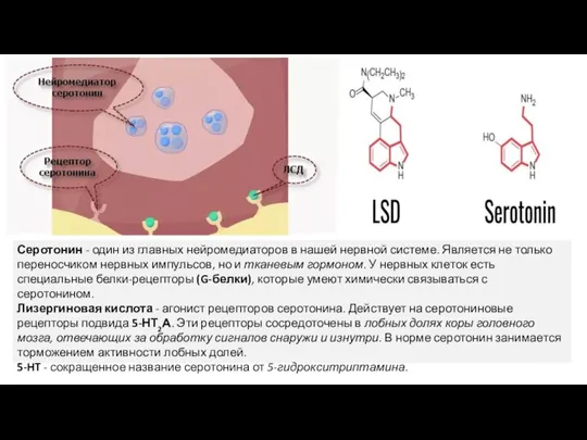 Серотонин - один из главных нейромедиаторов в нашей нервной системе. Является