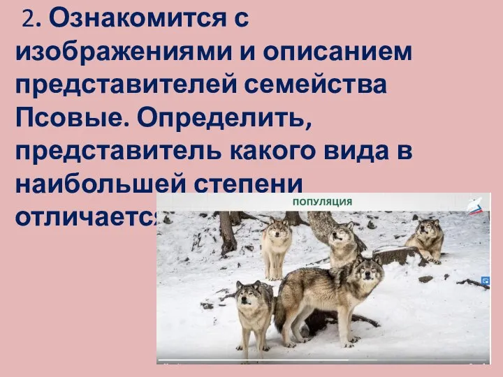 2. Ознакомится с изображениями и описанием представителей семейства Псовые. Определить, представитель