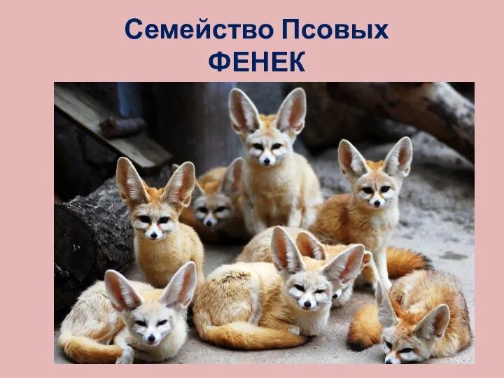 Семейство Псовых ФЕНЕК