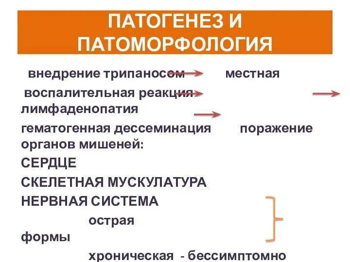 ПАТОГЕНЕЗ И ПАТОМОРФОЛОГИЯ внедрение трипаносом местная воспалительная реакция лимфаденопатия гематогенная дессеминация