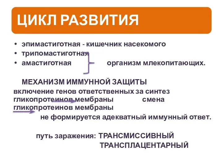 эпимастиготная - кишечник насекомого трипомастиготная амастиготная организм млекопитающих. МЕХАНИЗМ ИММУННОЙ ЗАЩИТЫ