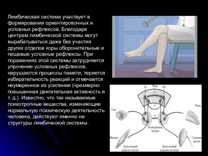 Лимбическая система участвует в формировании ориентировочных и условных рефлексов. Благодаря центрам