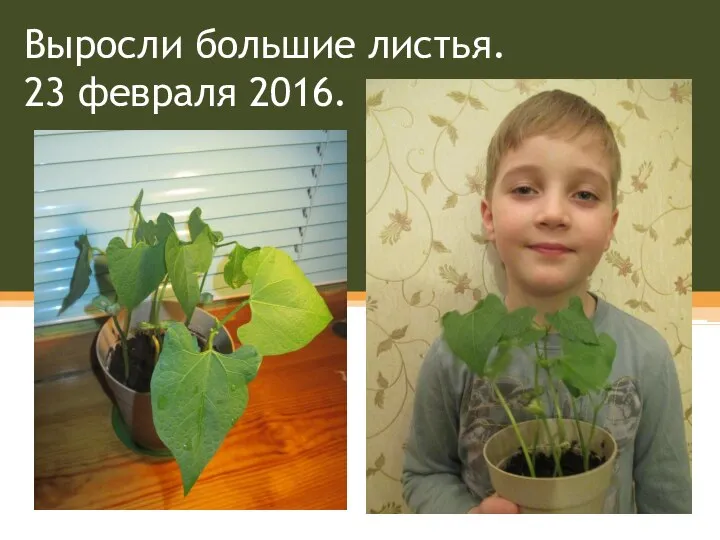 Выросли большие листья. 23 февраля 2016.