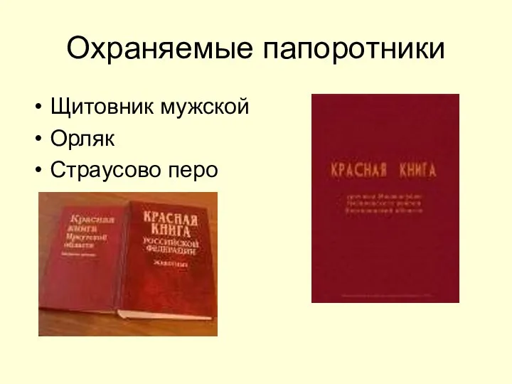 Охраняемые папоротники Щитовник мужской Орляк Страусово перо