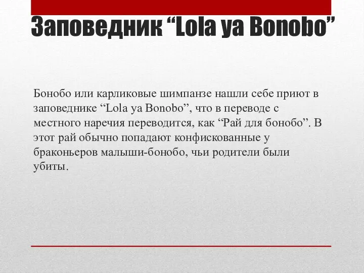 Заповедник “Lola ya Bonobo” Бонобо или карликовые шимпанзе нашли себе приют