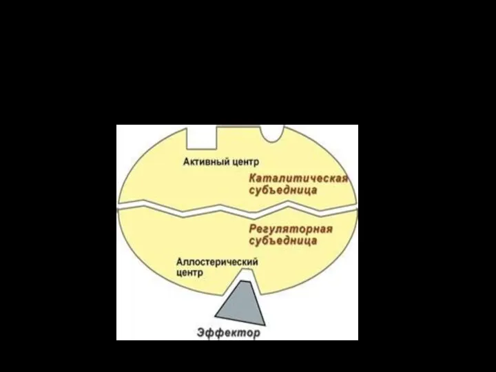 Аллостерический центр – центр регуляции активности фермента, который пространственно отделен от