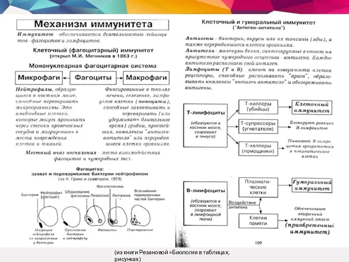 (из книги Резановой «Биология в таблицах, рисунках)